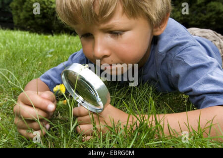 kleiner Junge liegend auf dem Bauch auf einer Wiese, die gerade einer Blume durch eine Lupe Stockfoto