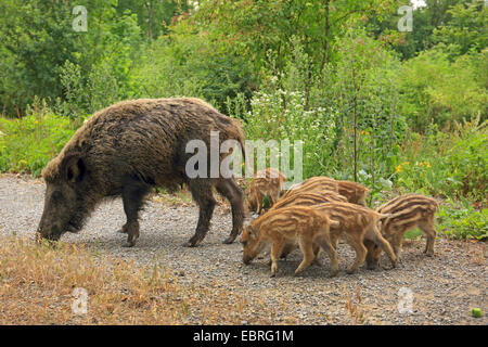 Wildschwein, Schwein, Wildschwein (Sus Scrofa), Weibchen mit Shoats, Deutschland, Baden-Württemberg Stockfoto