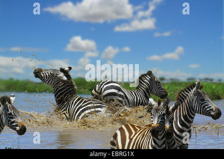 Gemeinsamen Zebra (Equus Quagga), Herde in Wasser, Kampf, Tansania, Serengeti Nationalpark Stockfoto