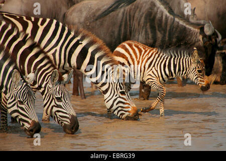 Gemeinsamen Zebra (Equus Quagga), trinken Zebras am Wasserloch, Tansania, Serengeti Nationalpark Stockfoto