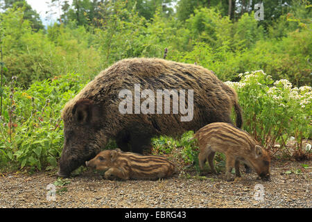 Wildschwein, Schwein, Wildschwein (Sus Scrofa), Weibchen mit Shoats, Deutschland, Baden-Württemberg Stockfoto