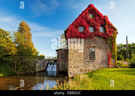 falsche-wildem Wein (Parthenocissus Inserta, Parthenocissus Quinquefolia Agg.), Tueshaus Mühle, Dorsten, Ruhrgebiet, Nordrhein-Westfalen, Deutschland Stockfoto