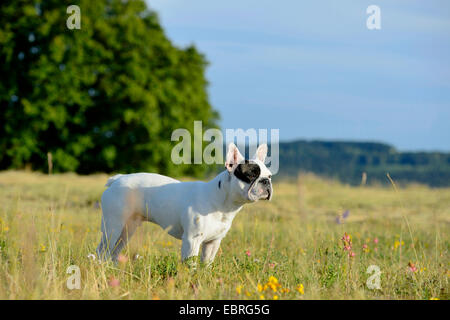 Französische Bulldogge (Canis Lupus F. Familiaris), sieben Monate alte Welpe, stehend auf einer Wiese, Deutschland Stockfoto