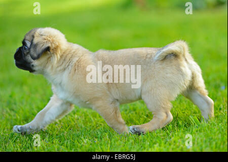 Mops (Canis Lupus F. Familiaris), tuckern, Hund Welpen zu Fuß auf einer Wiese, Deutschland Stockfoto