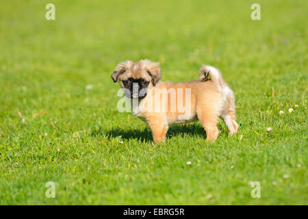 Mops (Canis Lupus F. Familiaris), tuckern, Hund Welpe, stehend auf einer Wiese, Deutschland Stockfoto