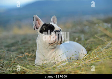 Französische Bulldogge (Canis Lupus F. Familiaris), sieben Monate alte Welpe liegend auf einer gemähten Wiese, Deutschland Stockfoto