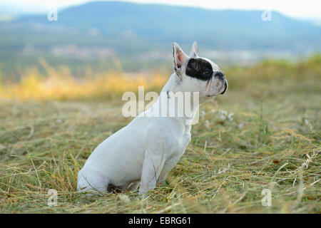 Französische Bulldogge (Canis Lupus F. Familiaris), sieben Monate alten Welpen sitzen auf einer gemähten Wiese, Deutschland Stockfoto