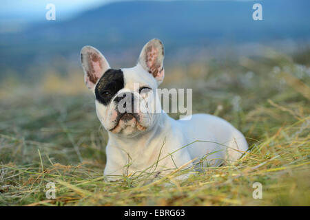 Französische Bulldogge (Canis Lupus F. Familiaris), sieben Monate alte Welpe liegend auf einer gemähten Wiese, Deutschland Stockfoto