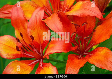 Orange Lilie (Lilium Bulbiferum), Blumen Stockfoto