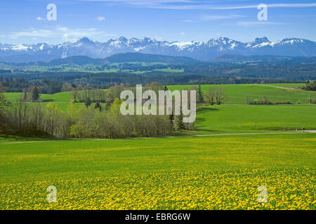 Blick vom Auerberg auf blühenden Löwenzahn Maedows Voralpen und Tannheim Bergkette, Deutschland, Bayern, Oberbayern, Oberbayern, Allgäu Stockfoto