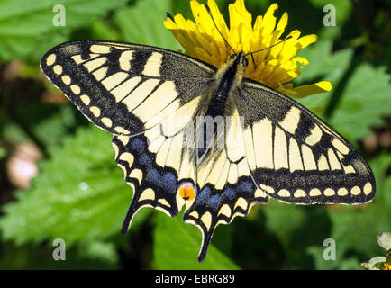 Schwalbenschwanz (Papilio Machaon), blühende Hawksbeard, Deutschland, Bayern, Oberbayern, Oberbayern Stockfoto