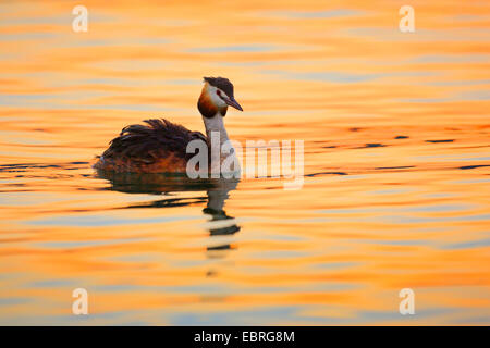 Great crested Grebe (Podiceps Cristatus), an einem See bei Sonnenuntergang, Schweiz Stockfoto