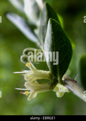 Boxleaf Geißblatt, Wilsons Geißblatt, Wilsons Geißblatt (Lonicera Nitida), Blume Stockfoto