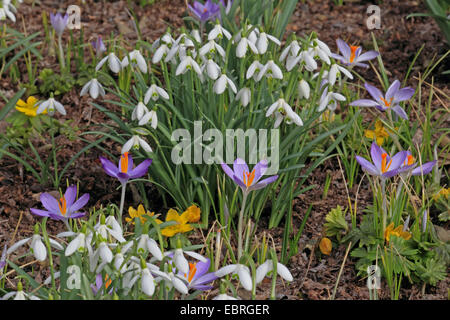 Schneeglöckchen, frühe Crocusses und Winter Aconitum in einem Garten, Deutschland Stockfoto