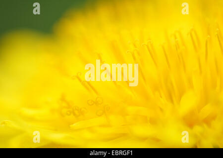 gemeinsamen Löwenzahn (Taraxacum Officinale), Makroaufnahme von Blumen, Deutschland Stockfoto