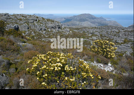 Landschaft am Table Mountain, Südafrika, Western Cape Stockfoto