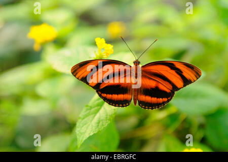 Banded Orange Heliconian, Orange gebändert, Orange Tiger (Dryadula Phaetusa), sitzt mit offenen Flügeln auf Anlage Stockfoto