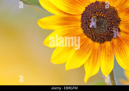 gewöhnliche Sonnenblume (Helianthus Annuus), Bienen auf Blüte Stockfoto