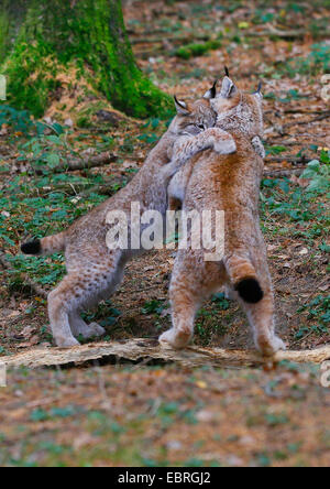 Eurasischer Luchs (Lynx Lynx), Welpen spielen im Herbst, Europa Stockfoto