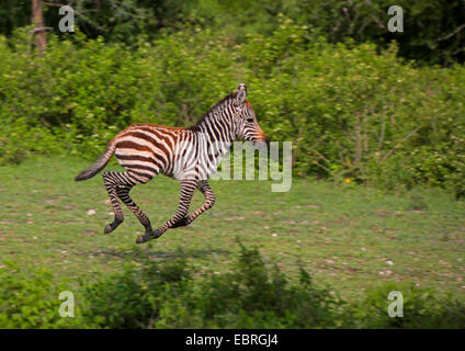 Gemeinsamen Zebra (Equus Quagga), Fohlen im Verlauf in eine Wiese, Tansania, Serengeti Nationalpark Stockfoto