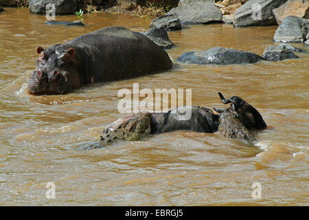 Nil-Krokodil (Crocodylus Niloticus), Krokodile, Gnus, Mara River, Kenia, Masai Mara Nationalpark angreifen Stockfoto