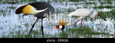 Kran (Balearica Pavonina) auf das Futter mit afrikanischer Löffler, Ost Afrika gekrönt Stockfoto