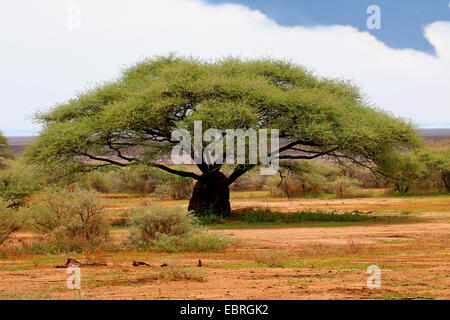 Regenschirm Thorn Akazie, Regenschirm Akazie (Acacia Tortilis), in der Savanne, Tansania Stockfoto