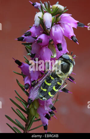 Kohl-Blattlaus schweben fliegen (Scaeva Pyrastri), Winter-Heide, Deutschland Stockfoto