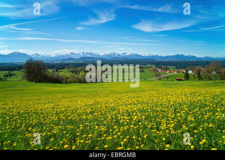 Blick vom Auerberg auf blühenden Löwenzahn Maedows Voralpen und Tannheim Bergkette, Deutschland, Bayern, Oberbayern, Oberbayern, Allgäu Stockfoto