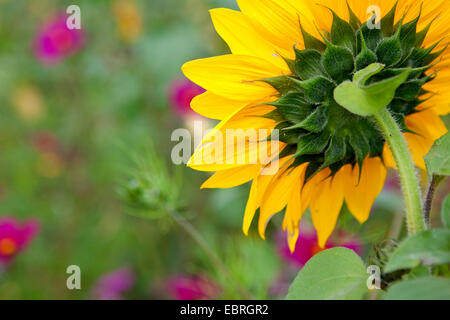 gewöhnliche Sonnenblume (Helianthus Annuus), blühen von hinten, Deutschland, Bayern Stockfoto