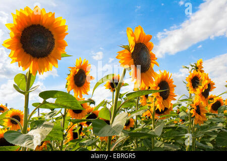 gewöhnliche Sonnenblume (Helianthus Annuus), blühenden Sonnenblumenfeld, Deutschland, Bayern Stockfoto