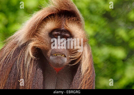 Gelada, Gelada Paviane (Theropithecus Gelada), Porträt eines Mannes, Äthiopien Stockfoto