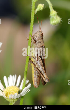 Bogen-winged Grashüpfer (Chorthippus Biguttulus), sitzen bei einem Composite, Deutschland Stockfoto