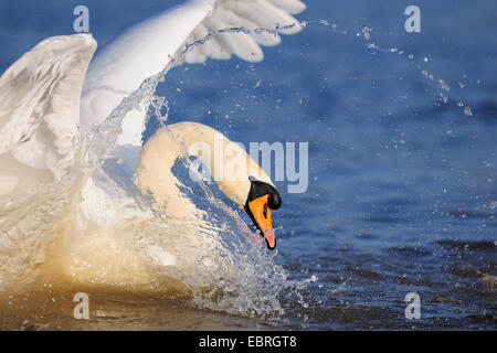 Höckerschwan (Cygnus Olor), Schwimmen Altvogel in aggressive Stimmung schüren das Wasser mit den Flügeln, Deutschland, Baden-Württemberg Stockfoto