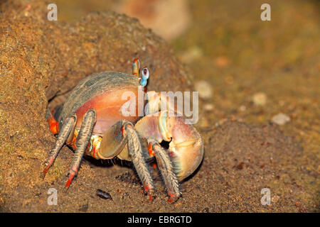 Mangrove Riesenkrabbe (Cardisoma Carnifex), sitzt vor den Fuchsbau, Seychellen, La Digue Stockfoto