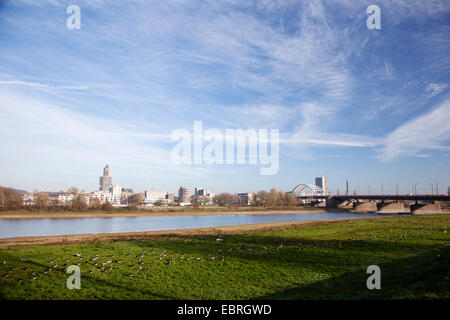 grasende Gänse Gras in der Nähe der niederländischen Stadt Arnheim Stockfoto