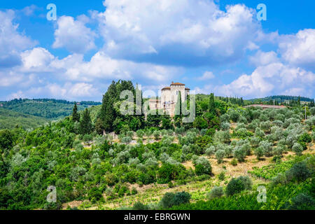 typische Landschaft der Toskana mit Weinbergen und Olivenhainen, Italien, Tuscany Stockfoto