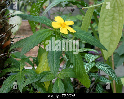 Salbei Rose, West Indian Holly, gelbe Erle, Butterblume Blume, Damiana (Turnera Ulmifolia), blühen Stockfoto