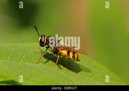 Soldat fliegt (Stratiomyidae), auf einem Blatt Stockfoto