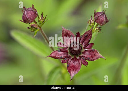 Sumpf-Fingerkraut, Marsh fünffingrige, lila Fingerkraut (Potentilla Palustris, Comarum Palustre), blühen, Belgien Stockfoto