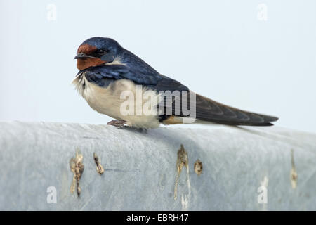 Rauchschwalbe (Hirundo Rustica), sitzt auf einem Sicherheitszaun, Belgien Stockfoto