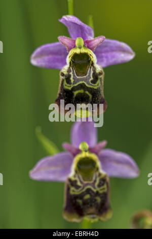 späten Spider Orchid (Ophrys Holoserica SSP Maxima), zwei Blumen, Frankreich Stockfoto
