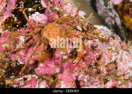 Vertraglich vereinbarten Krabbe, arktischen Leier Krabbe, Kröte Krabbe, Seespinne (mutet Coarctatus, mutet Serratus), Draufsicht Stockfoto