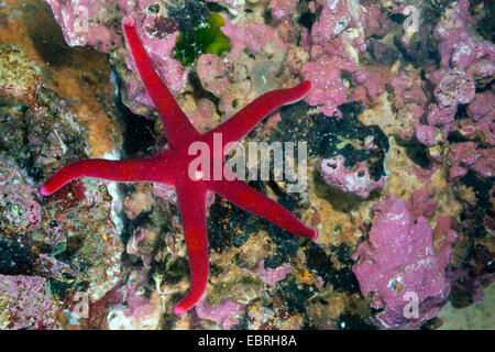 Atlantic Blut Sterne, schlanke Seestern, schlanke Polarmeer Stern, Blut Sterne, blutige Henry, nördlichen Henricia, Blut Seestern (Henricia Sanguinolenta, Henricia Leviuscula), Ansicht von oben Stockfoto