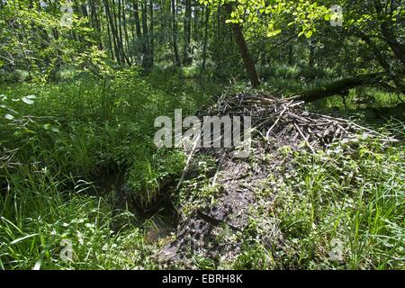 Beaver Lodge in einem Überschwemmungsgebiet Wald, Deutschland Stockfoto