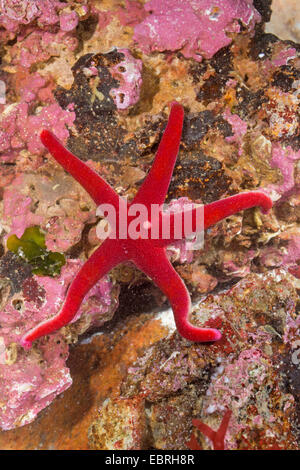 Atlantic Blut Sterne, schlanke Seestern, schlanke Polarmeer Stern, Blut Sterne, blutige Henry, nördlichen Henricia, Blut Seestern (Henricia Sanguinolenta, Henricia Leviuscula), Ansicht von oben Stockfoto