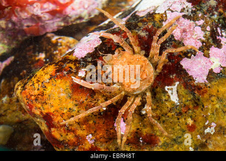 Vertraglich vereinbarten Krabbe, arktischen Leier Krabbe, Kröte Krabbe, Seespinne (mutet Coarctatus, mutet Serratus), Draufsicht Stockfoto