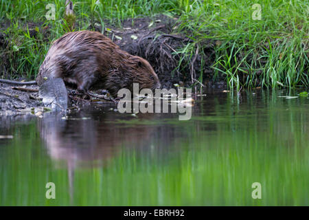 Eurasische Biber, europäische Biber (Castor Fiber), zu Fuß auf einem Ufer, Deutschland Stockfoto
