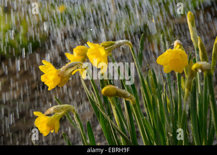 Narzisse (Narcissus spec.), im Regen Stockfoto