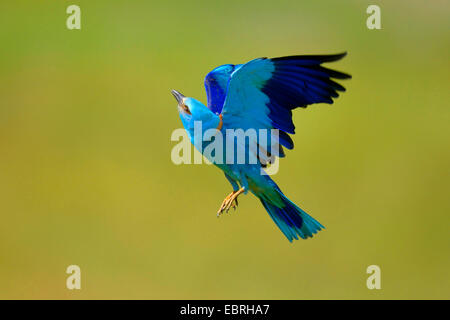 Blauracke (Coracias Garrulus), im Flug, Ungarn Stockfoto